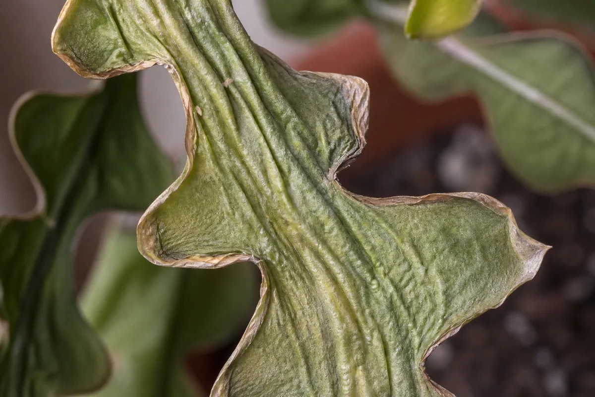 Close-up of Underwatering on Fishbone Cactus - diagnostic detail