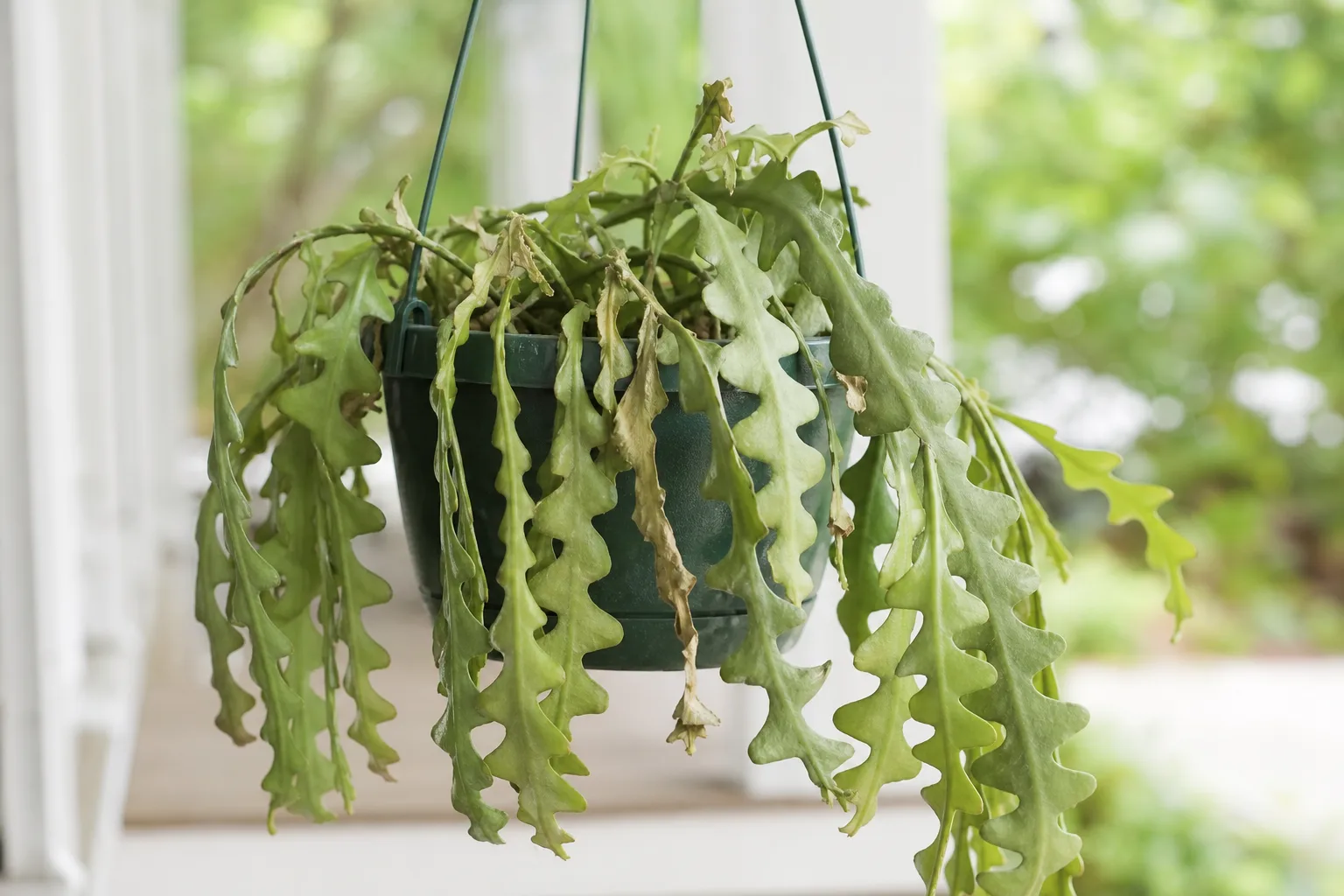 Wilting on Fishbone Cactus - visible symptom on the plant