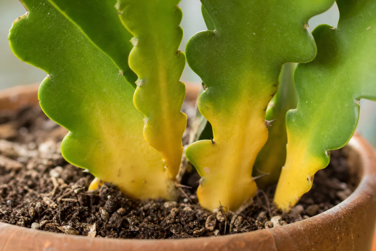 Close-up of Yellow Leaves on Fishbone Cactus - diagnostic detail