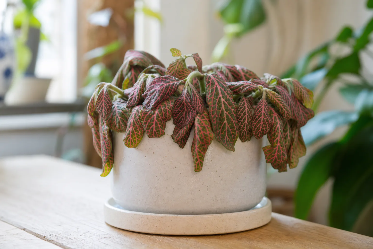 Drooping Leaves on Fittonia - visible symptom on the plant
