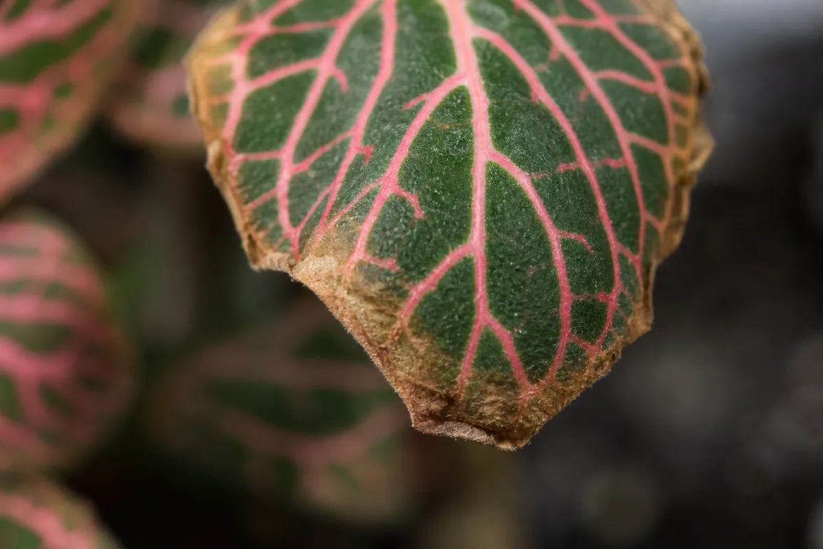 Close-up of Low Humidity on Fittonia - diagnostic detail