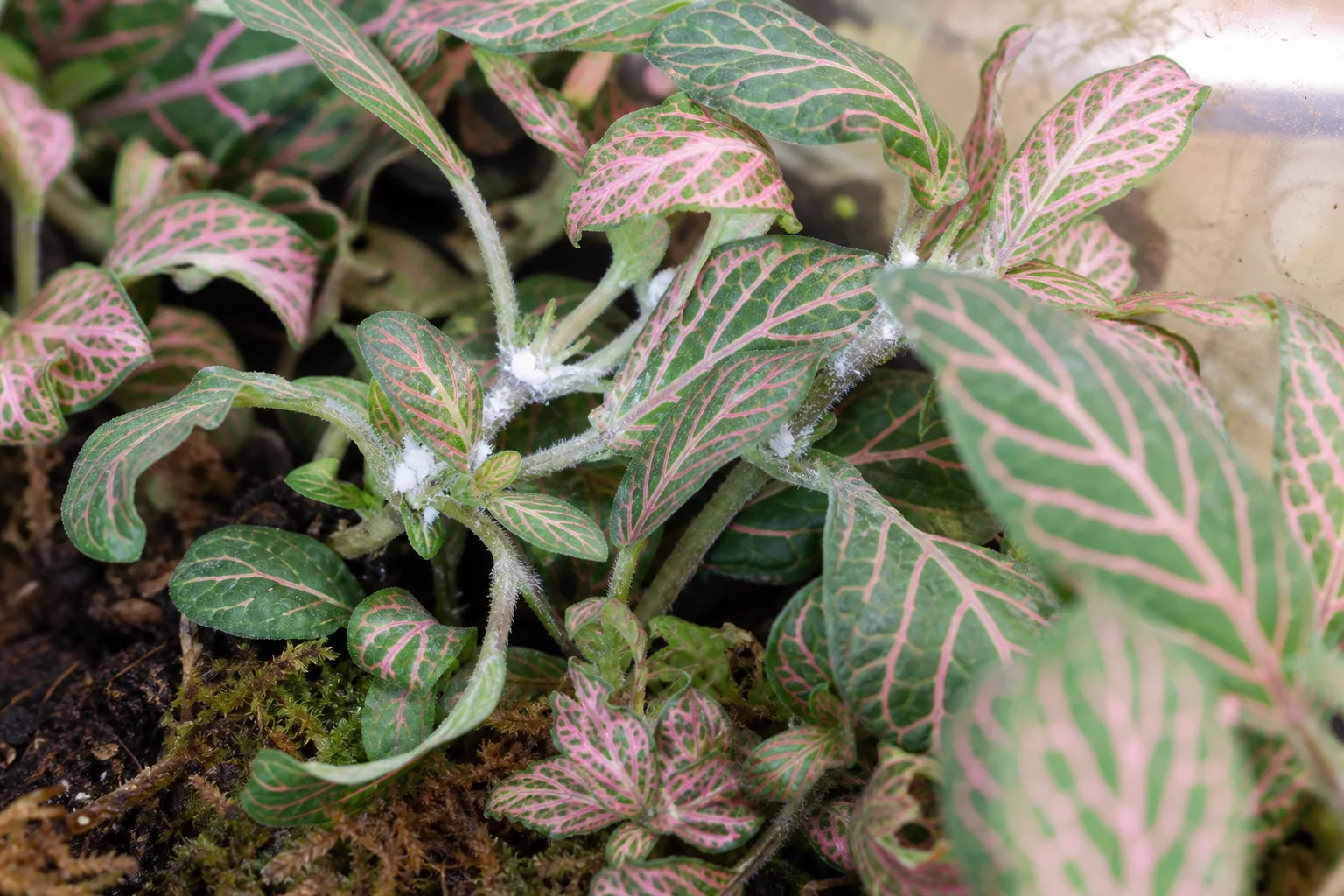 Mealybugs on Fittonia - visible symptom on the plant