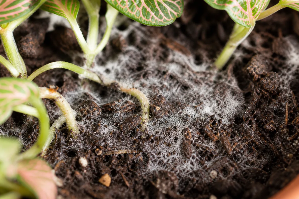 Close-up of Mold on Soil on Fittonia - diagnostic detail