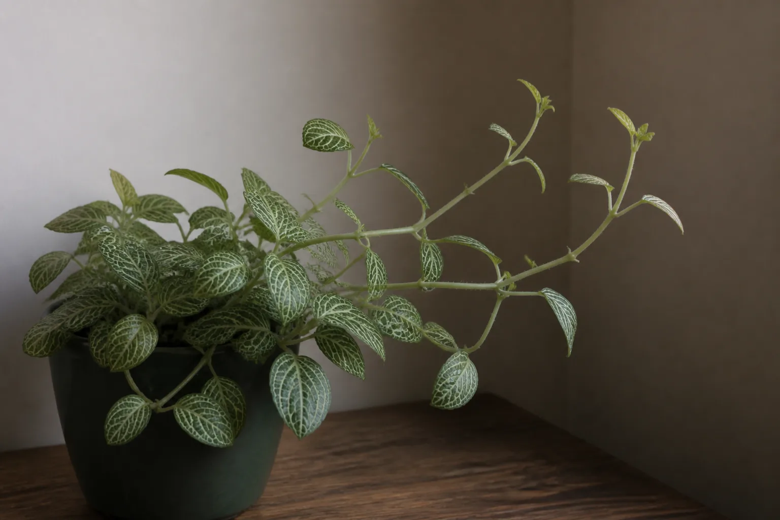 Not Enough Light on Fittonia - visible symptom on the plant
