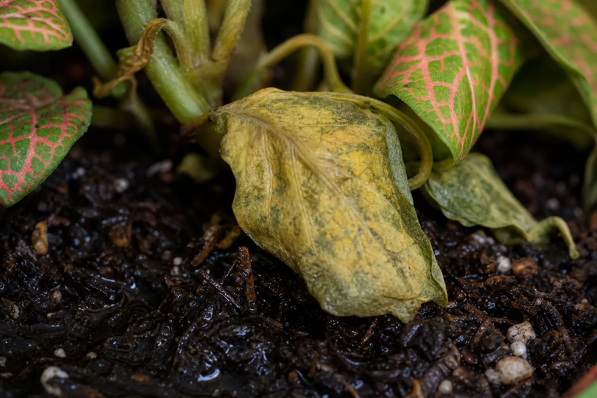 Close-up of Overwatering on Fittonia - diagnostic detail