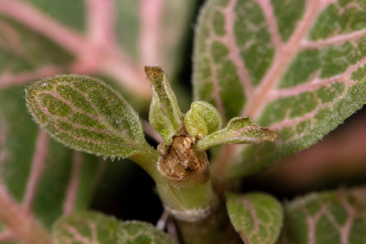 Close-up of Slow Growth on Fittonia - diagnostic detail