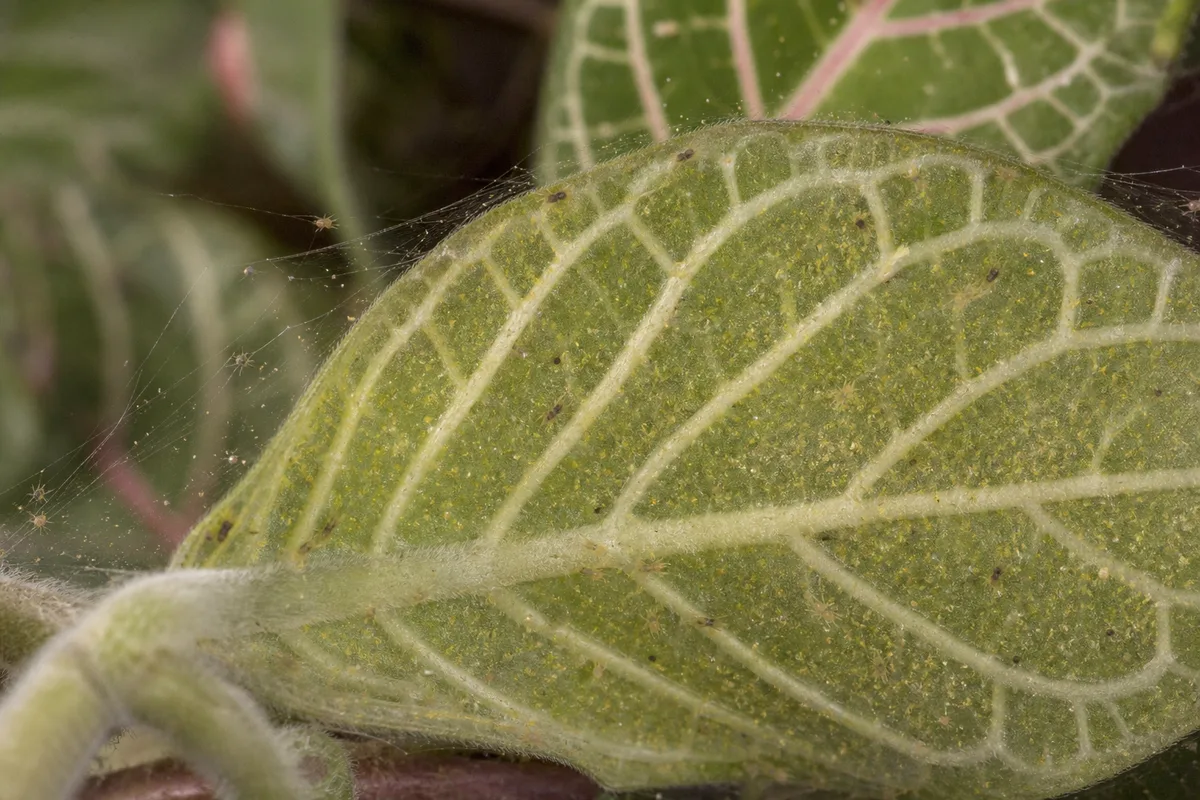 Close-up of Spider Mites on Fittonia - diagnostic detail