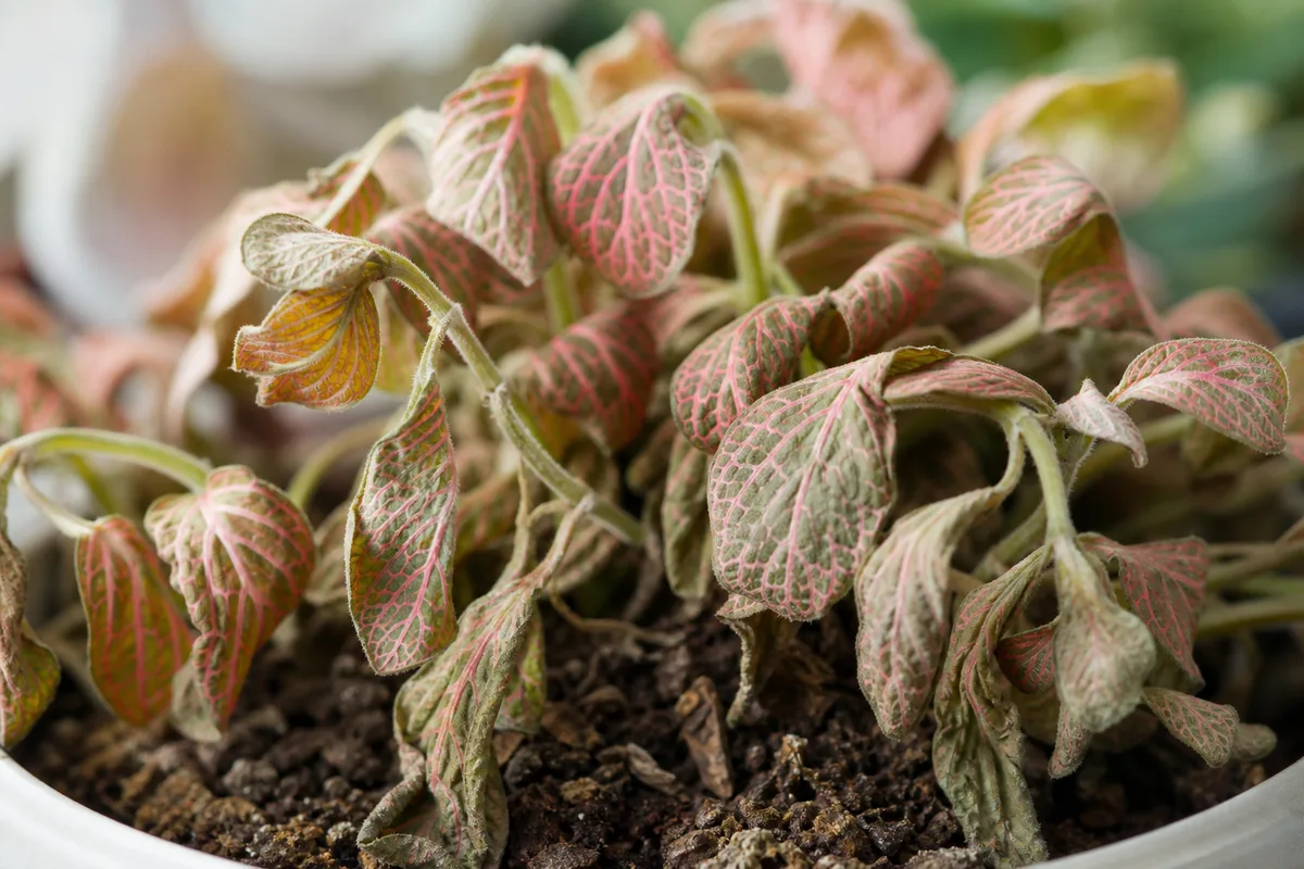 Close-up of Underwatering on Fittonia - diagnostic detail