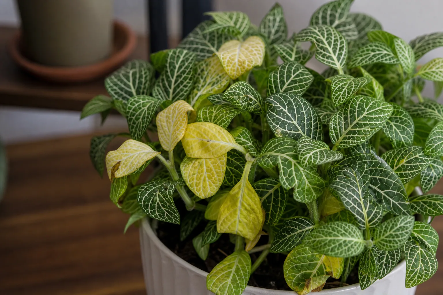 Yellow Leaves on Fittonia - visible symptom on the plant