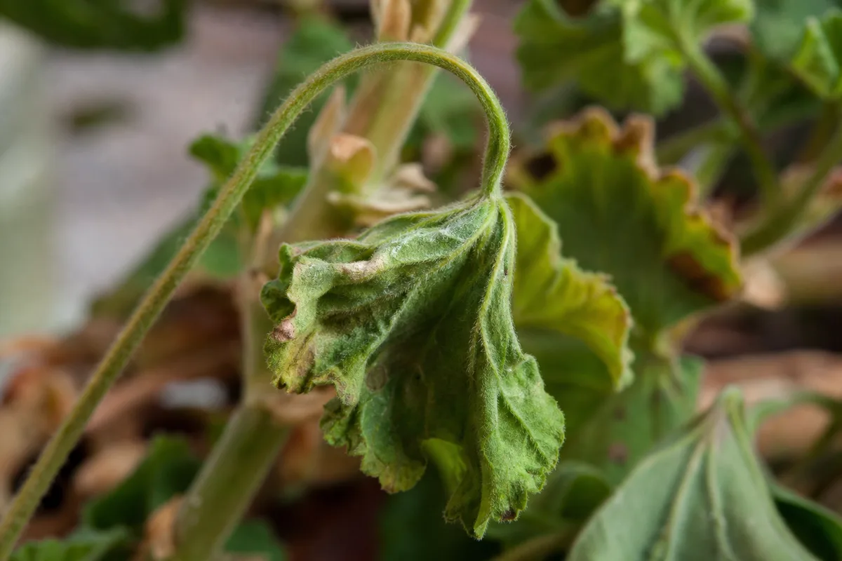 Close-up of Drooping Leaves on Geranium - diagnostic detail