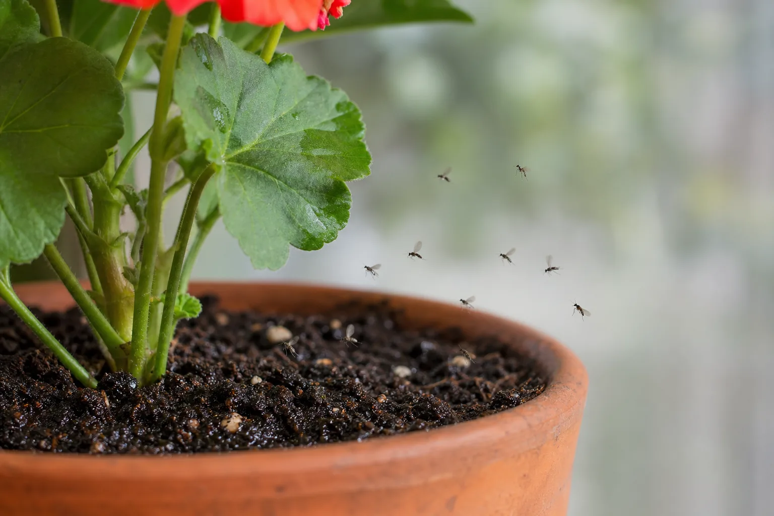 Fungus Gnats on Geranium - visible symptom on the plant