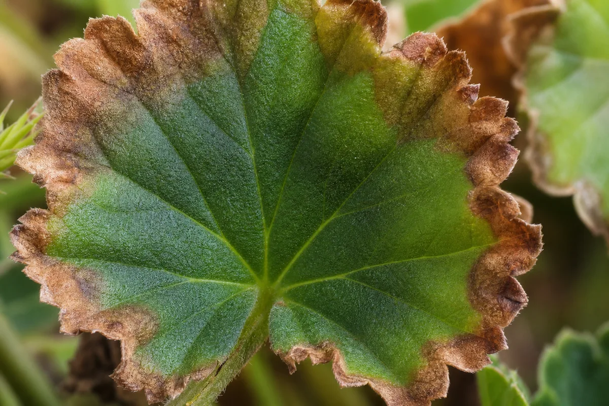 Close-up of Low Humidity on Geranium - diagnostic detail