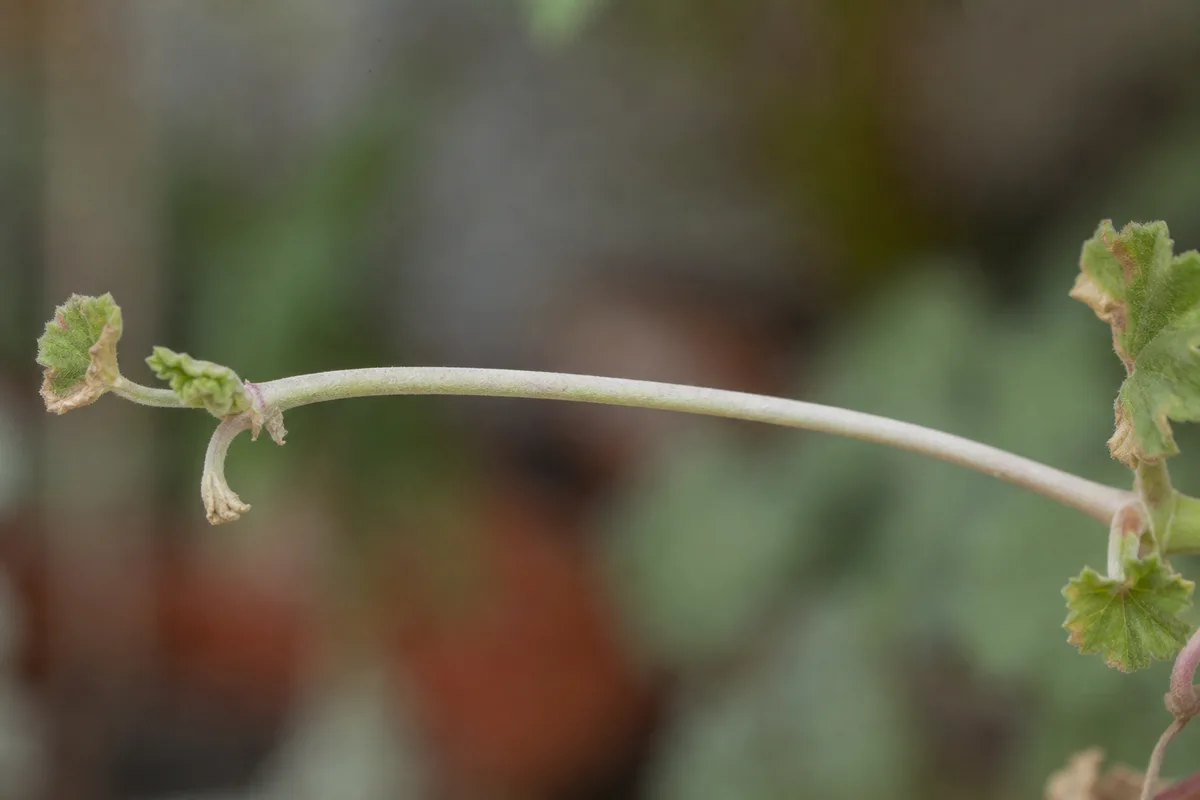 Close-up of Not Enough Light on Geranium - diagnostic detail