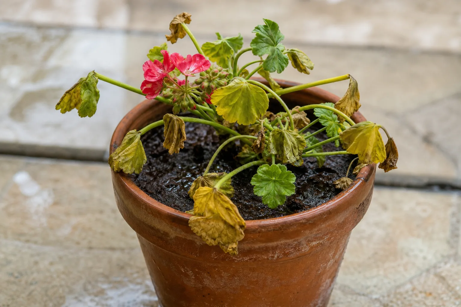 Overwatering on Geranium - visible symptom on the plant