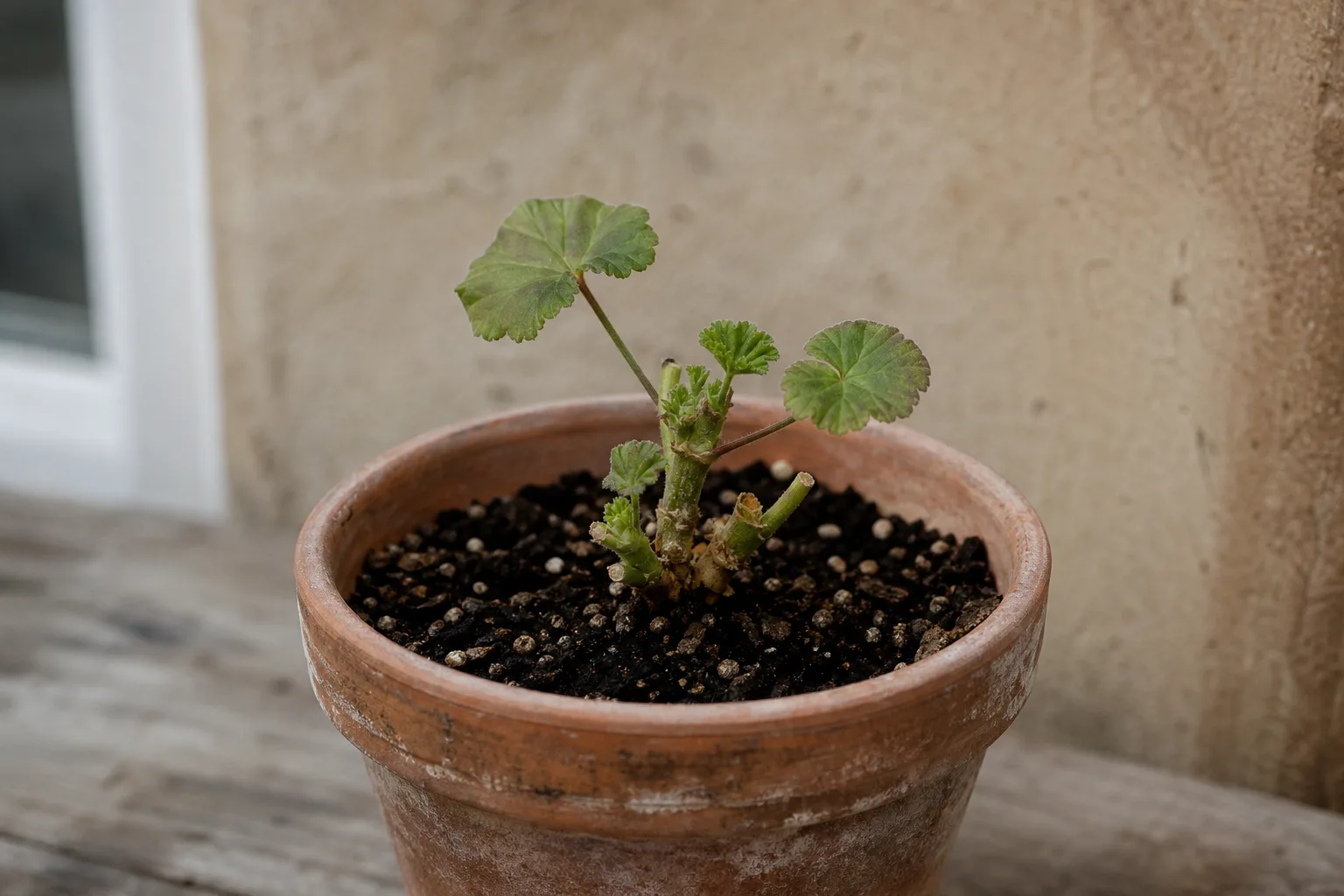 Slow Growth on Geranium - visible symptom on the plant