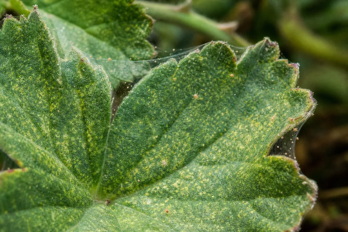 Close-up of Spider Mites on Geranium - diagnostic detail