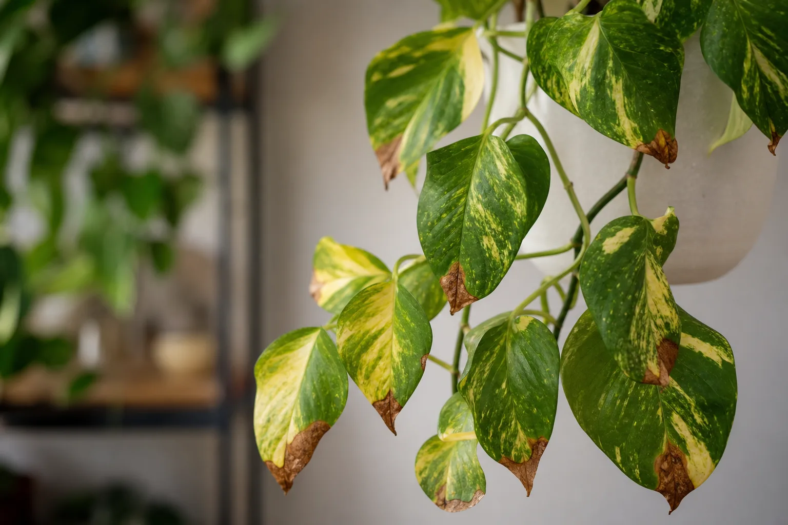 Brown Tips on Golden Pothos - visible symptom on the plant