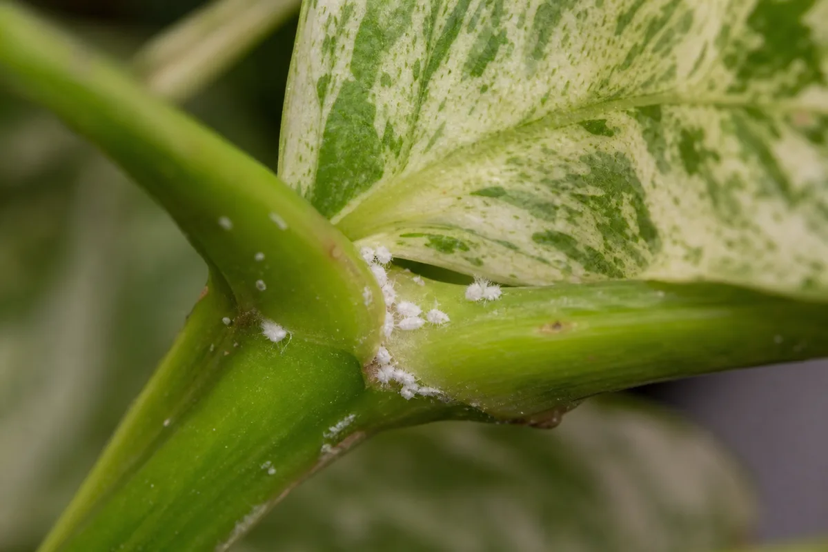 Mealybugs clustered in a leaf joint on golden pothos