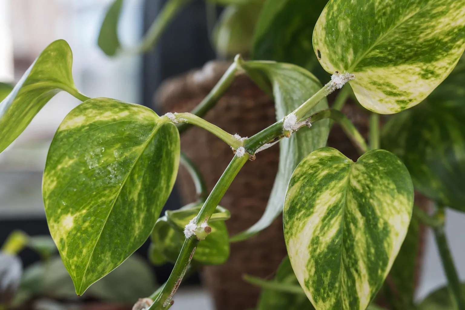 Mealybugs on Golden Pothos - visible symptom on the plant