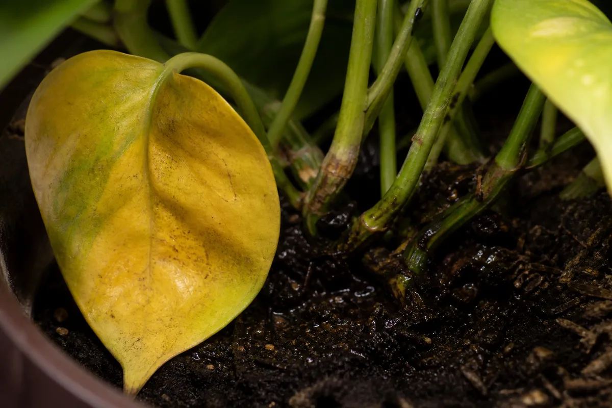 Close-up of Overwatering on Golden Pothos - diagnostic detail