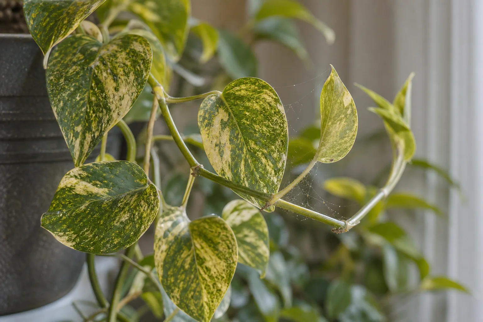Spider Mites on Golden Pothos - visible symptom on the plant