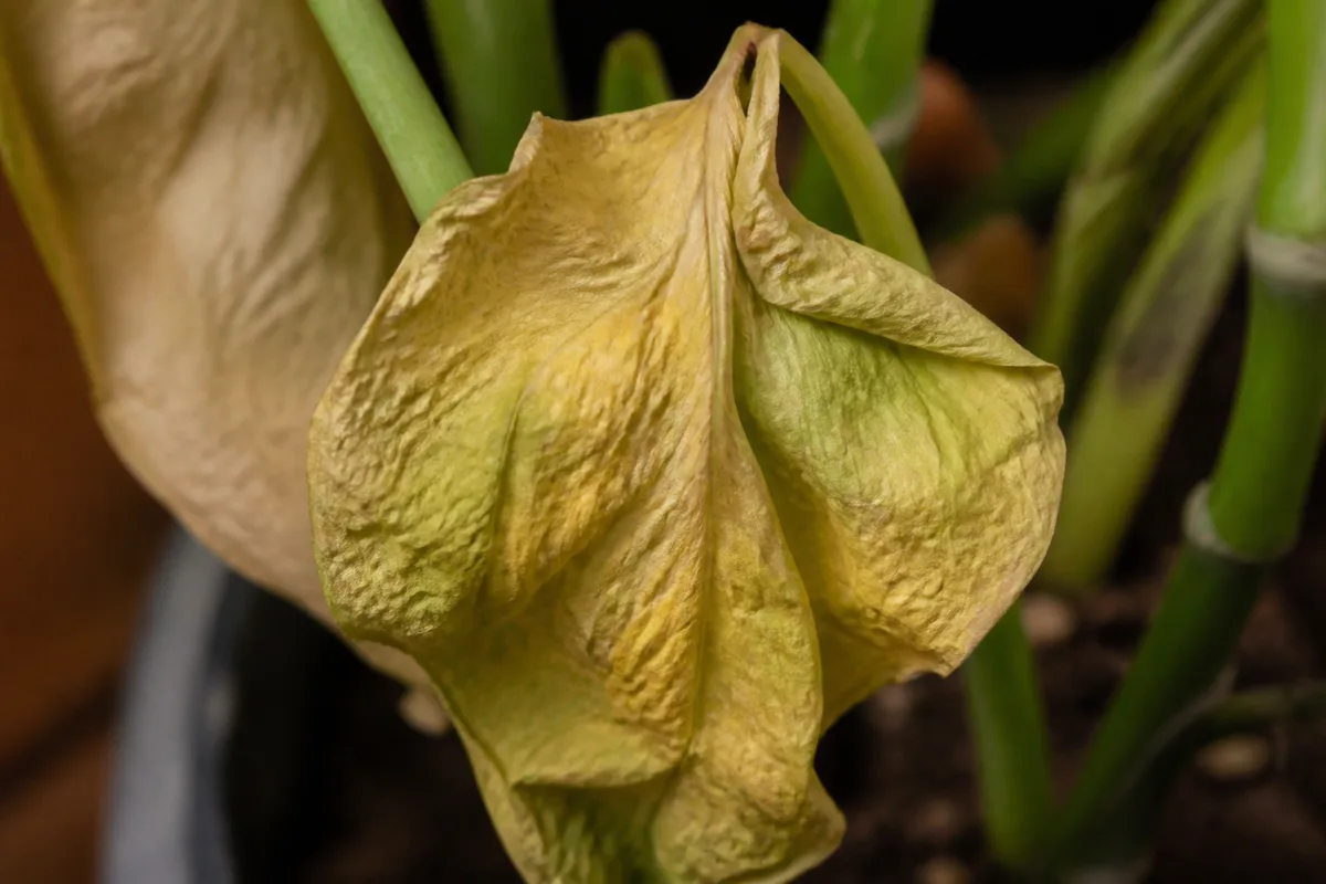 Close-up of Wilting on Golden Pothos - diagnostic detail