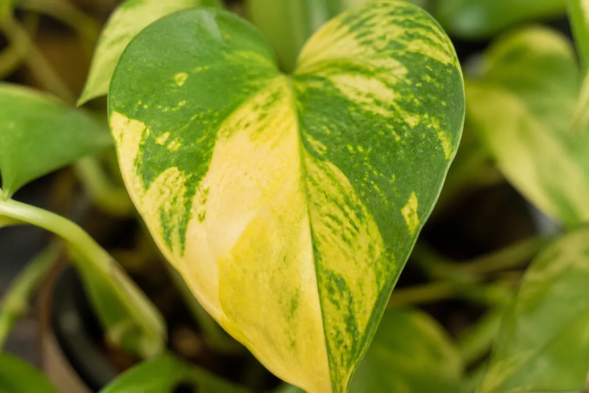 Close-up of Yellow Leaves on Golden Pothos - diagnostic detail