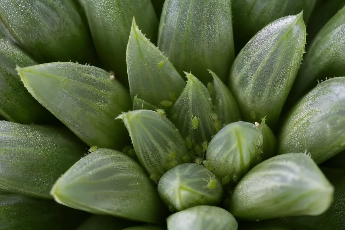 Close-up of Aphids on Haworthia - diagnostic detail