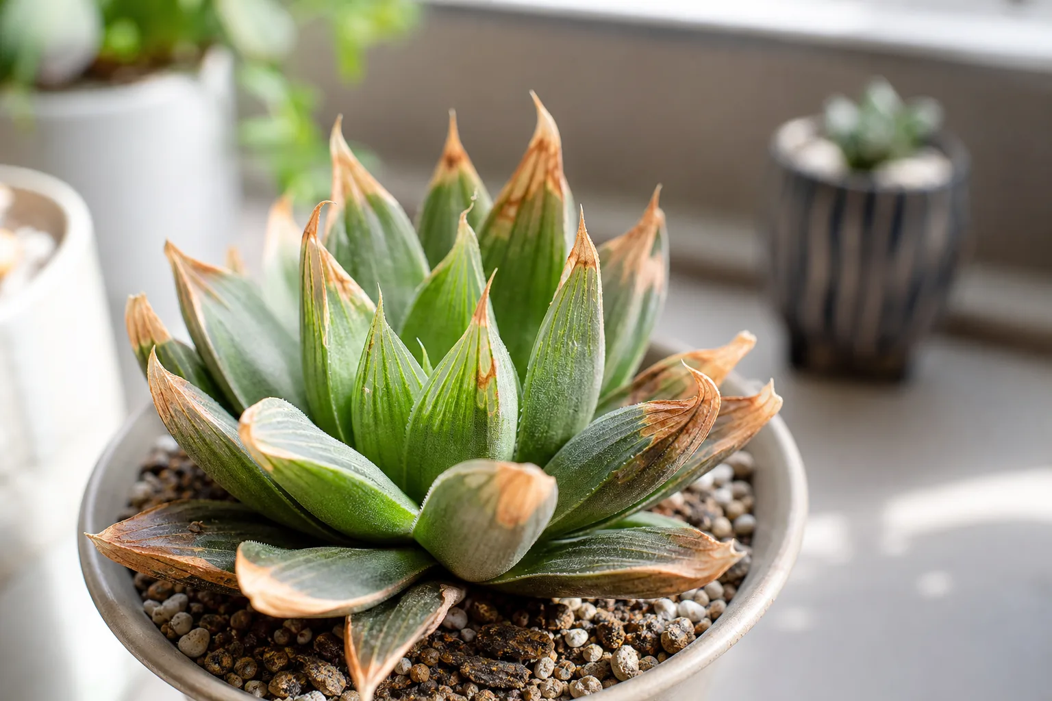 Brown Tips on Haworthia - visible symptom on the plant