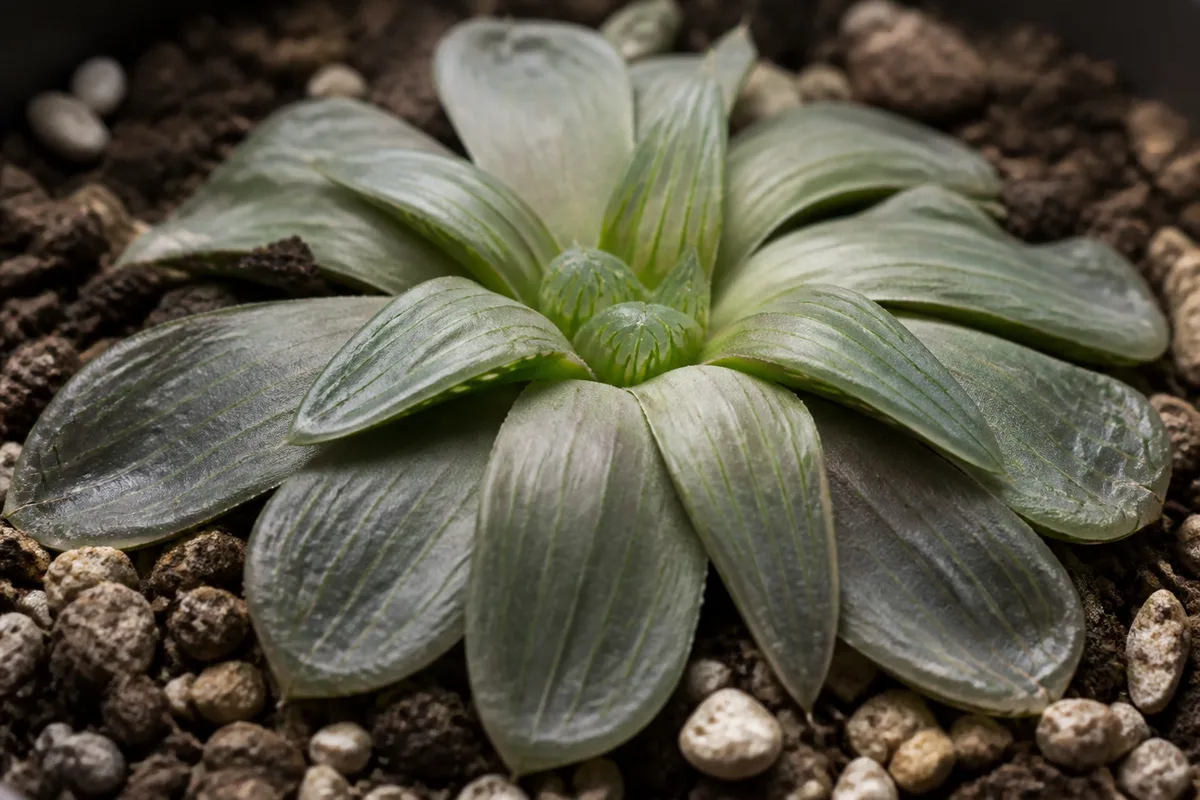 Close-up of Drooping Leaves on Haworthia - diagnostic detail