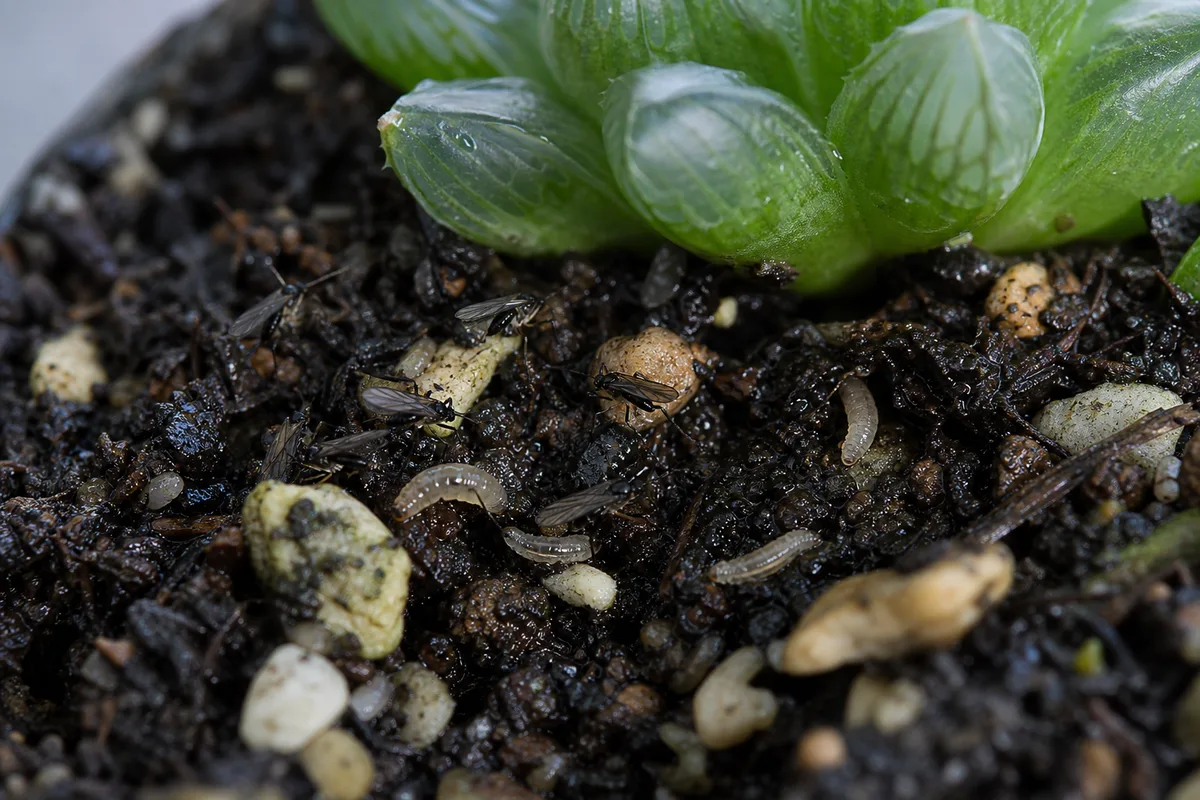 Close-up of Fungus Gnats on Haworthia - diagnostic detail
