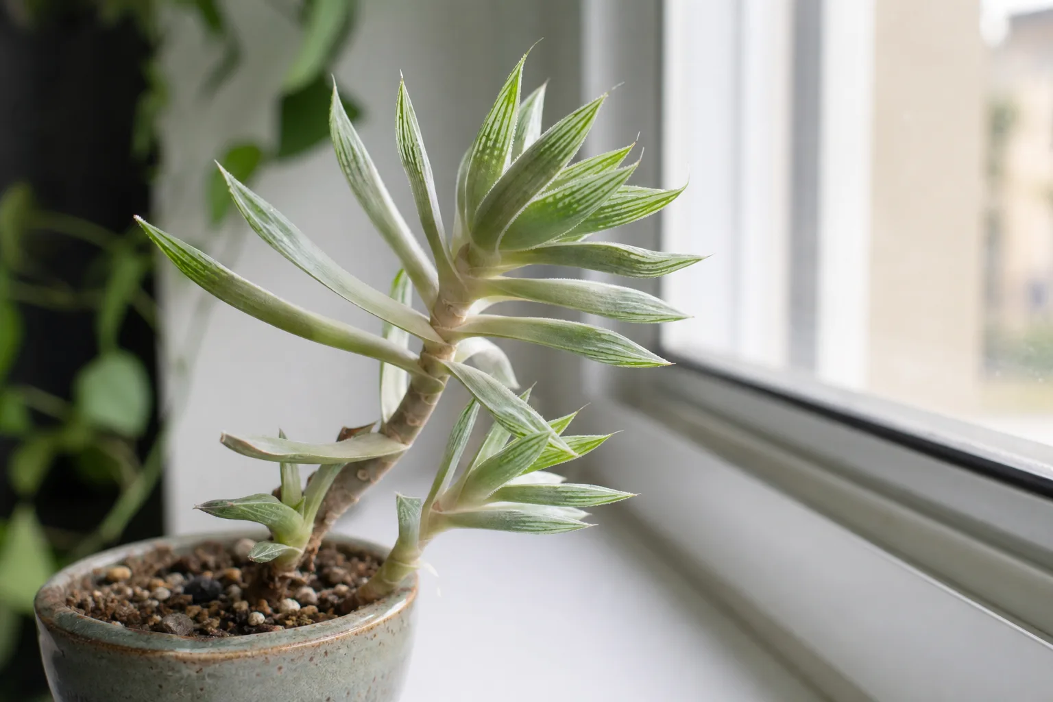 Leggy Growth on Haworthia - visible symptom on the plant