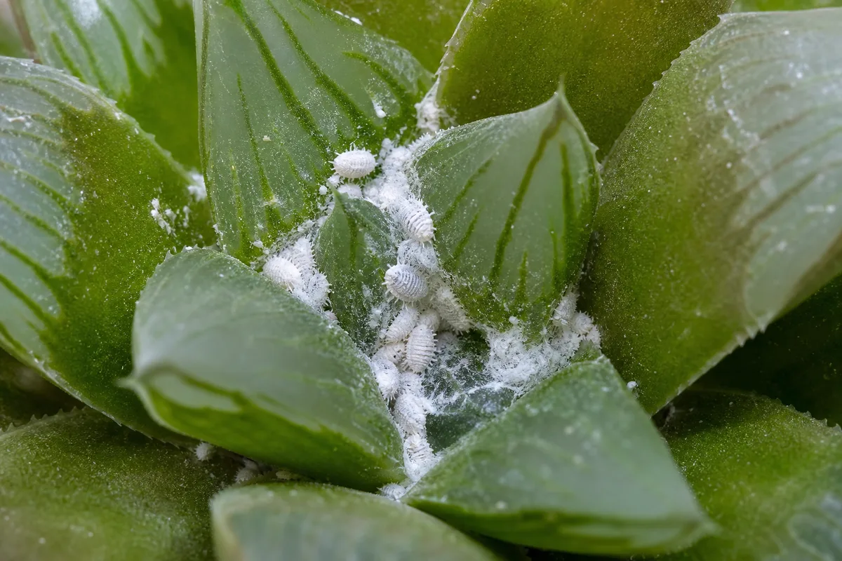 Close-up of Mealybugs on Haworthia - diagnostic detail