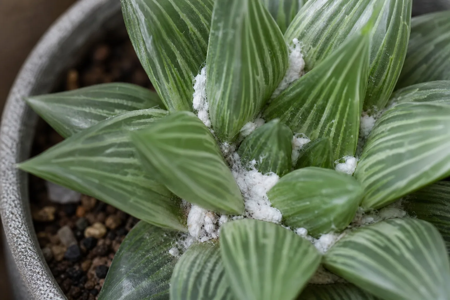Mealybugs on Haworthia - visible symptom on the plant