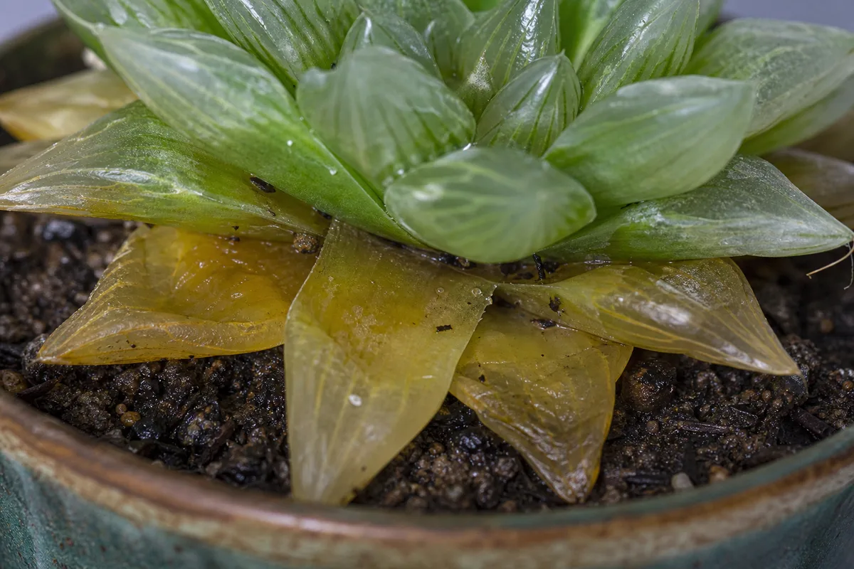 Close-up of Overwatering on Haworthia - diagnostic detail