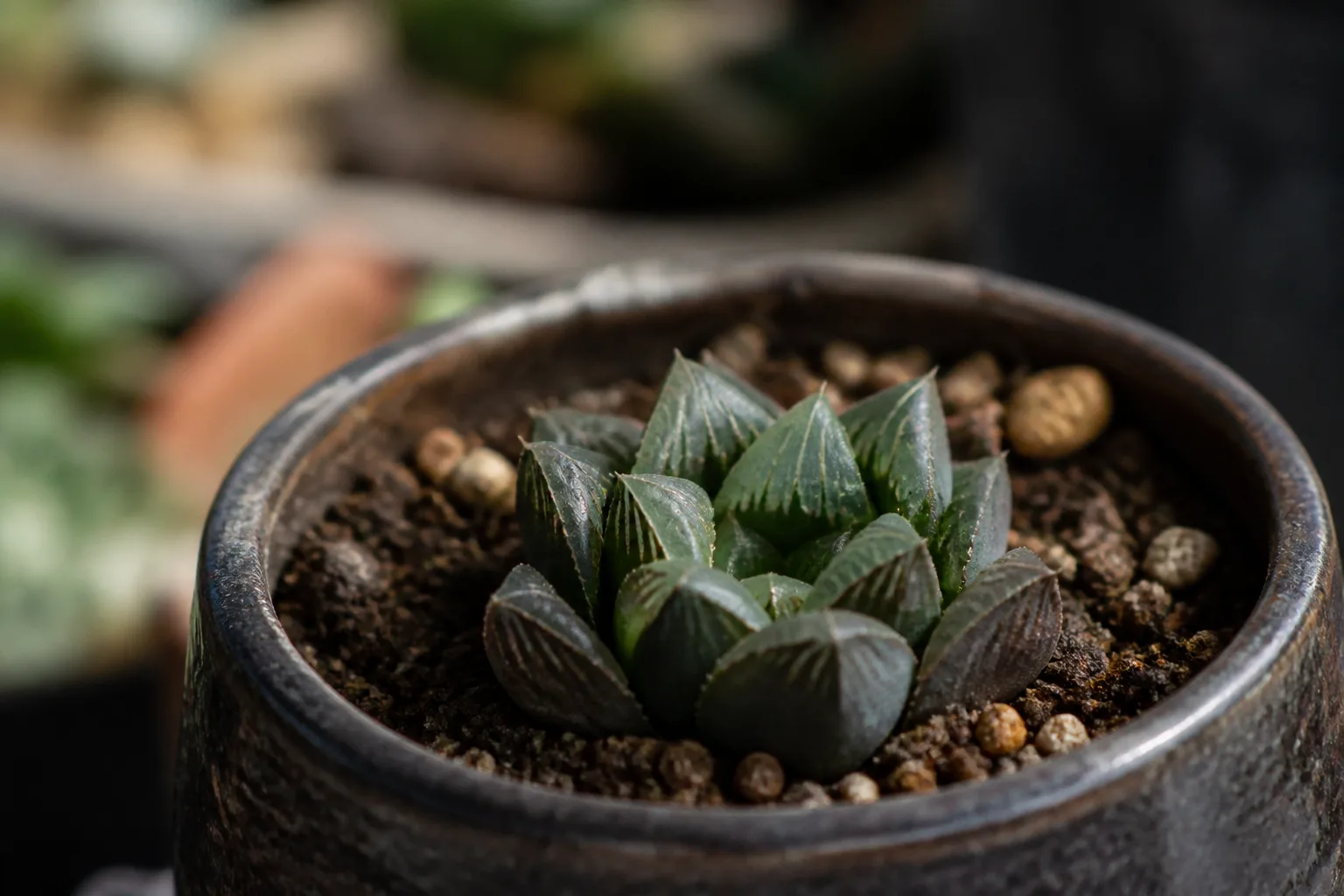 Slow Growth on Haworthia - visible symptom on the plant