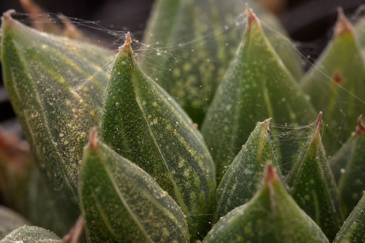 Close-up of Spider Mites on Haworthia - diagnostic detail