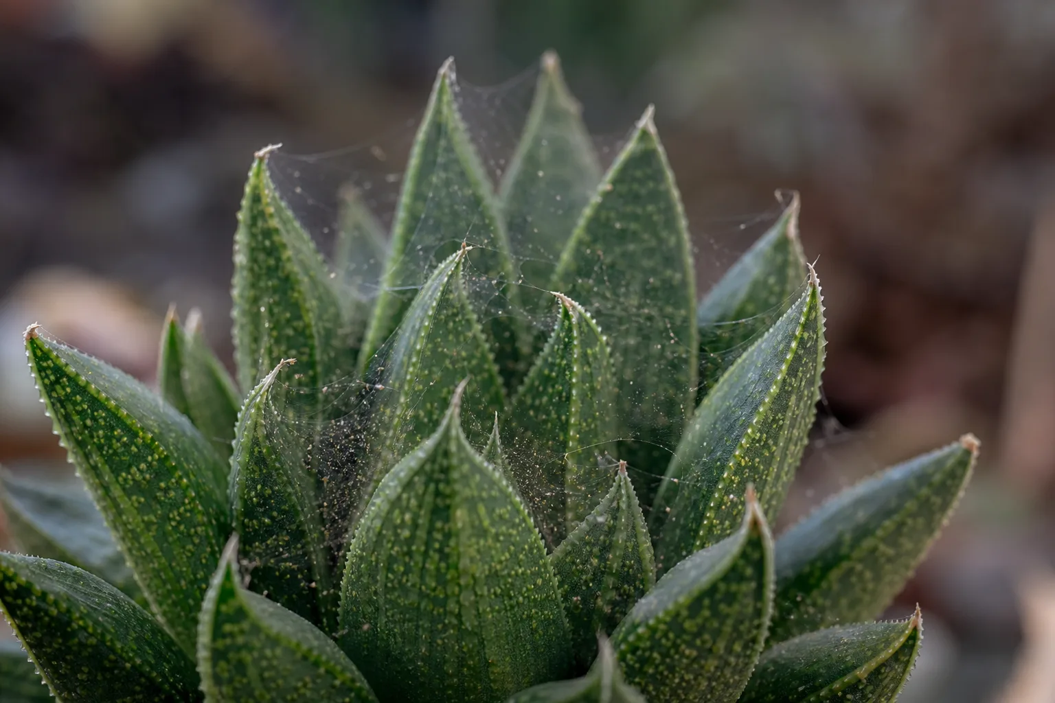 Spider Mites on Haworthia - visible symptom on the plant