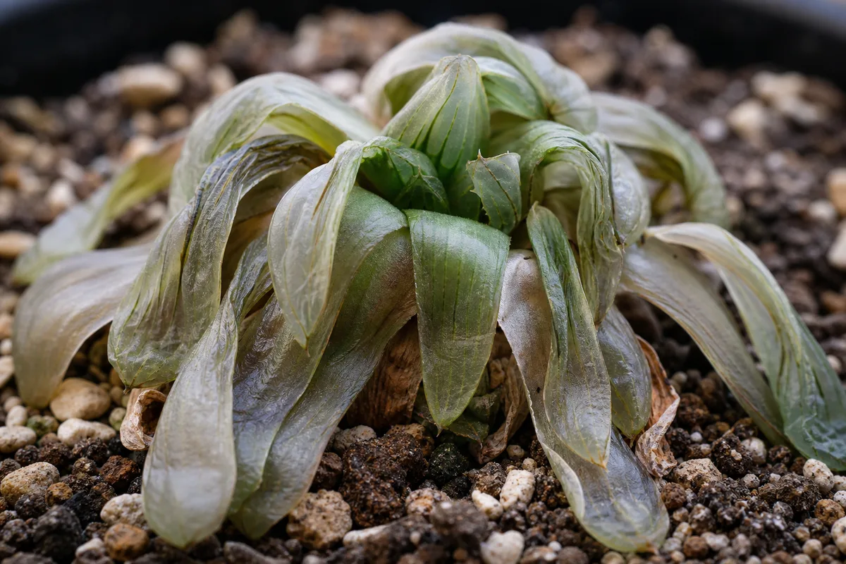 Close-up of Wilting on Haworthia - diagnostic detail