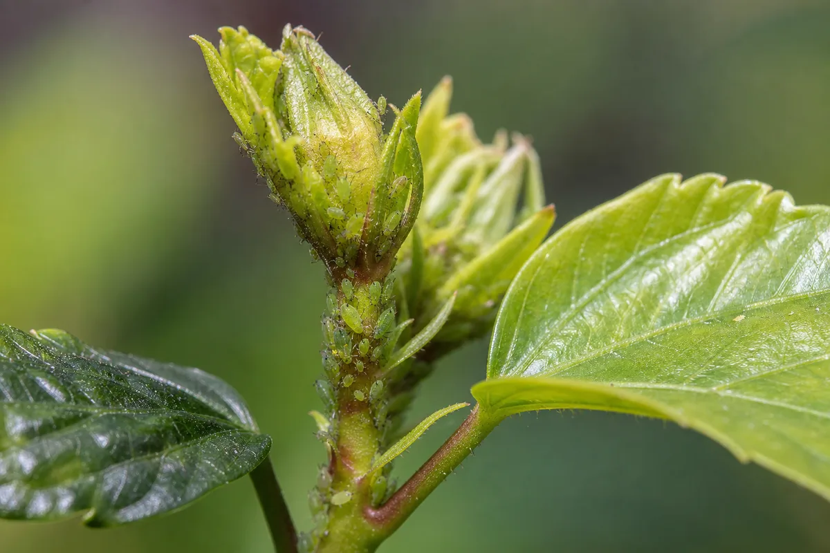 Close-up of Aphids on Hibiscus - diagnostic detail