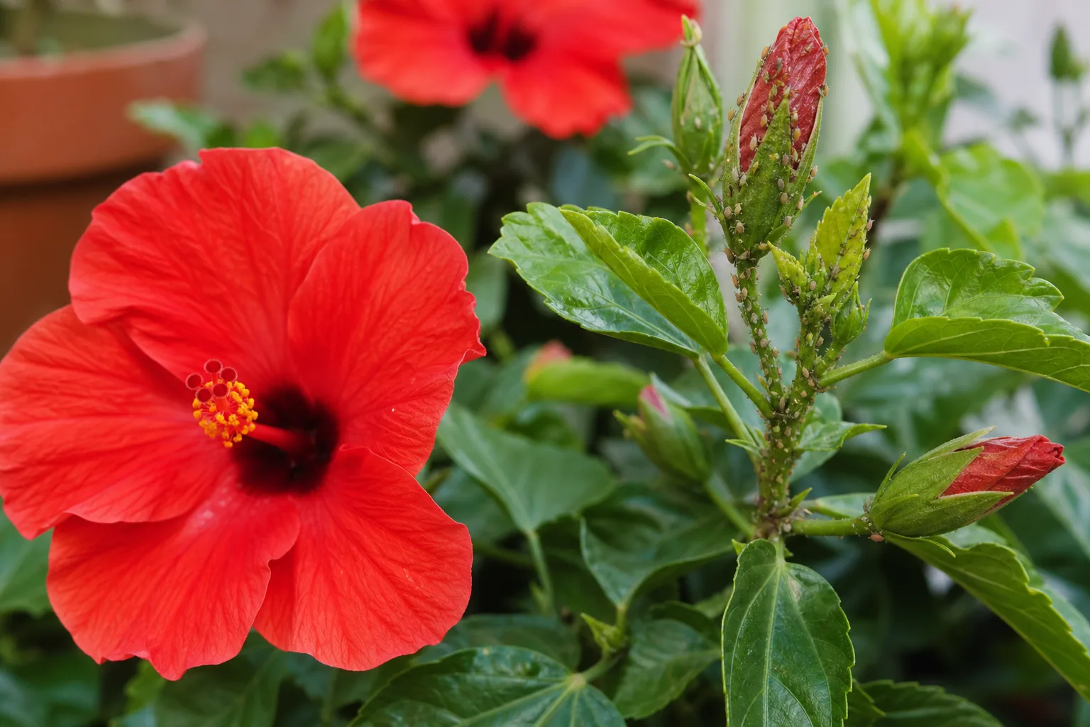 Aphids on Hibiscus - visible symptom on the plant