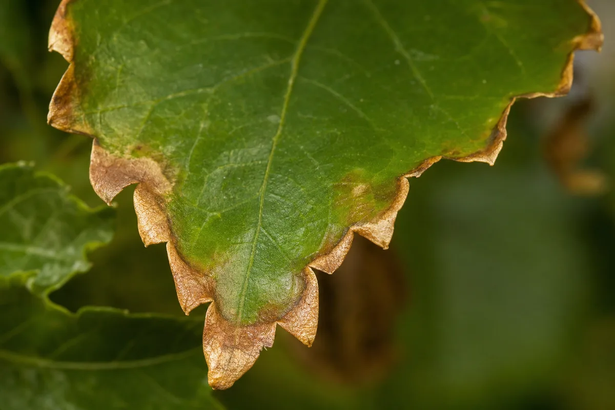 Close-up of Brown Tips on Hibiscus - diagnostic detail