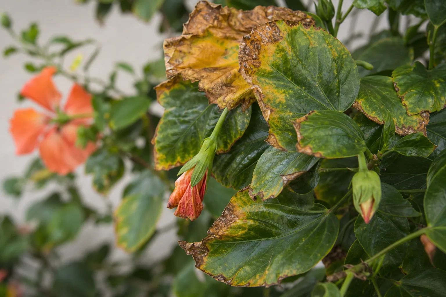Low Humidity on Hibiscus - visible symptom on the plant
