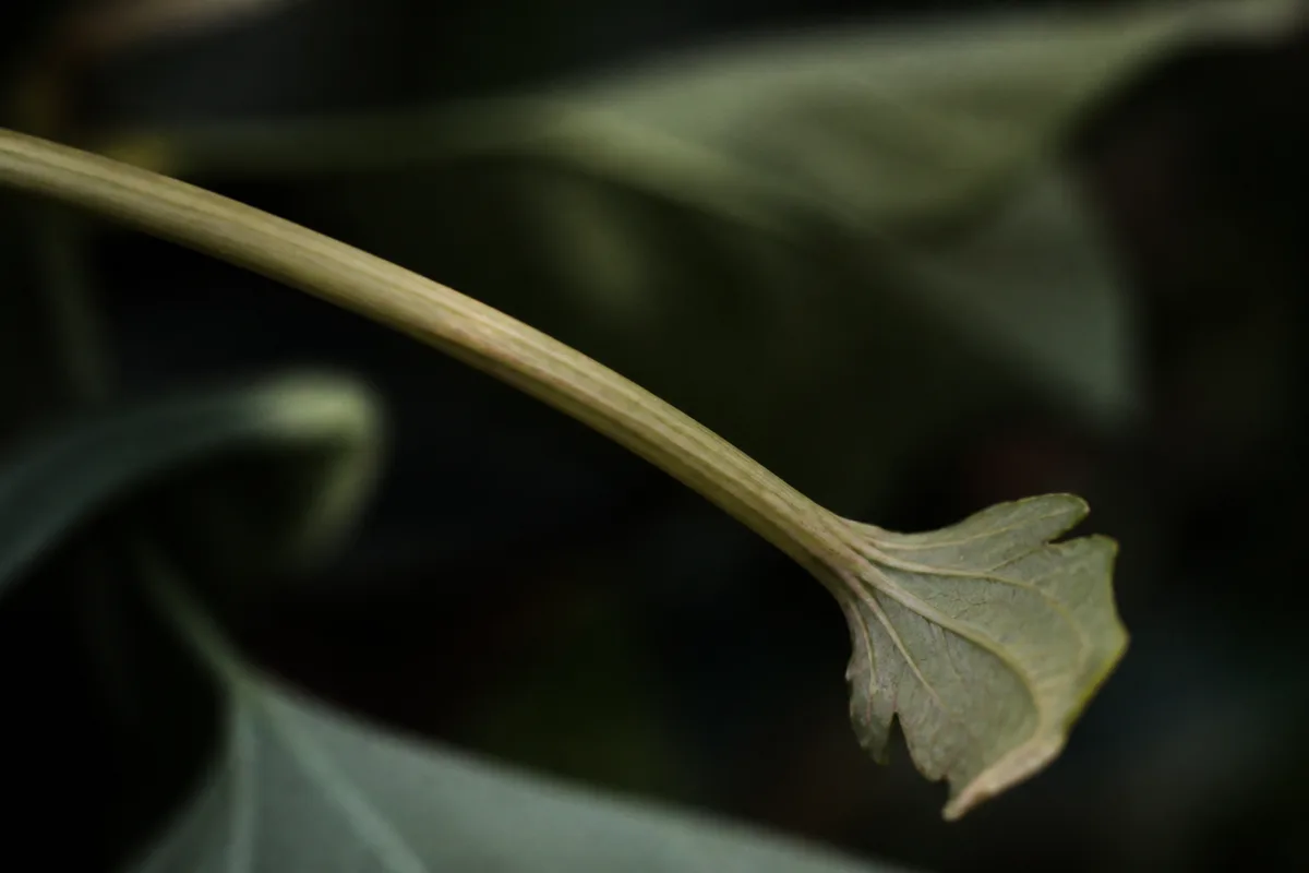 Close-up of Not Enough Light on Hibiscus - diagnostic detail