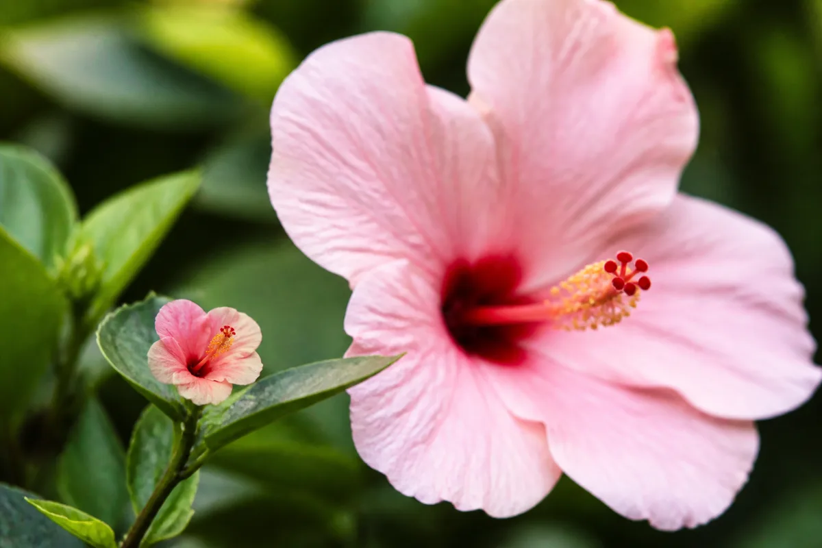 Close-up of Small Flowers on Hibiscus - diagnostic detail