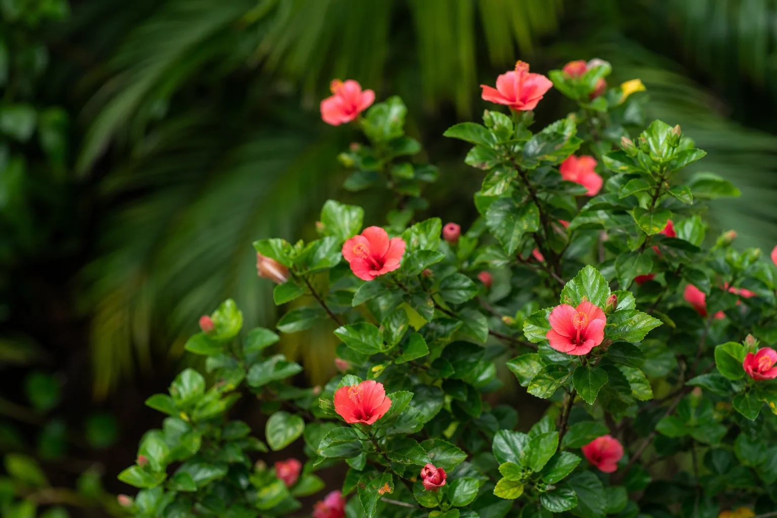 Small Flowers on Hibiscus - visible symptom on the plant