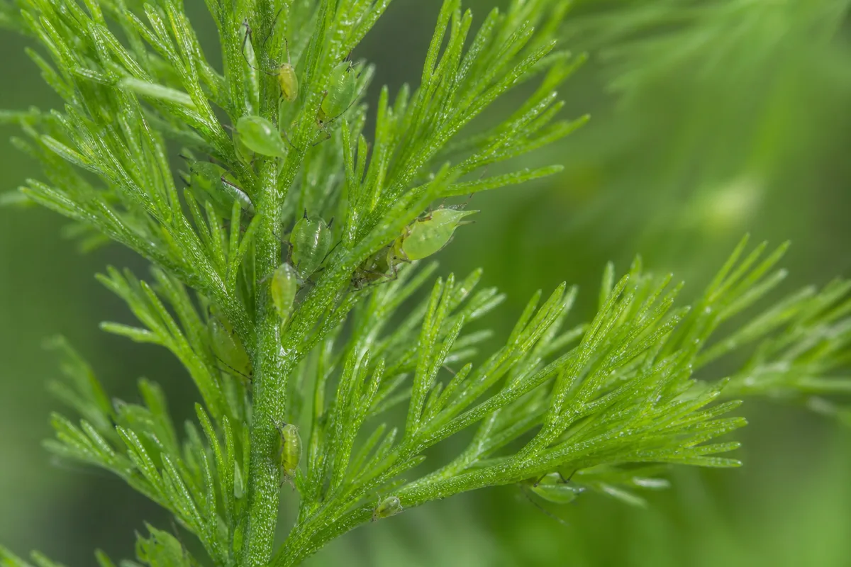 Close-up of Aphids on Hornwort - diagnostic detail
