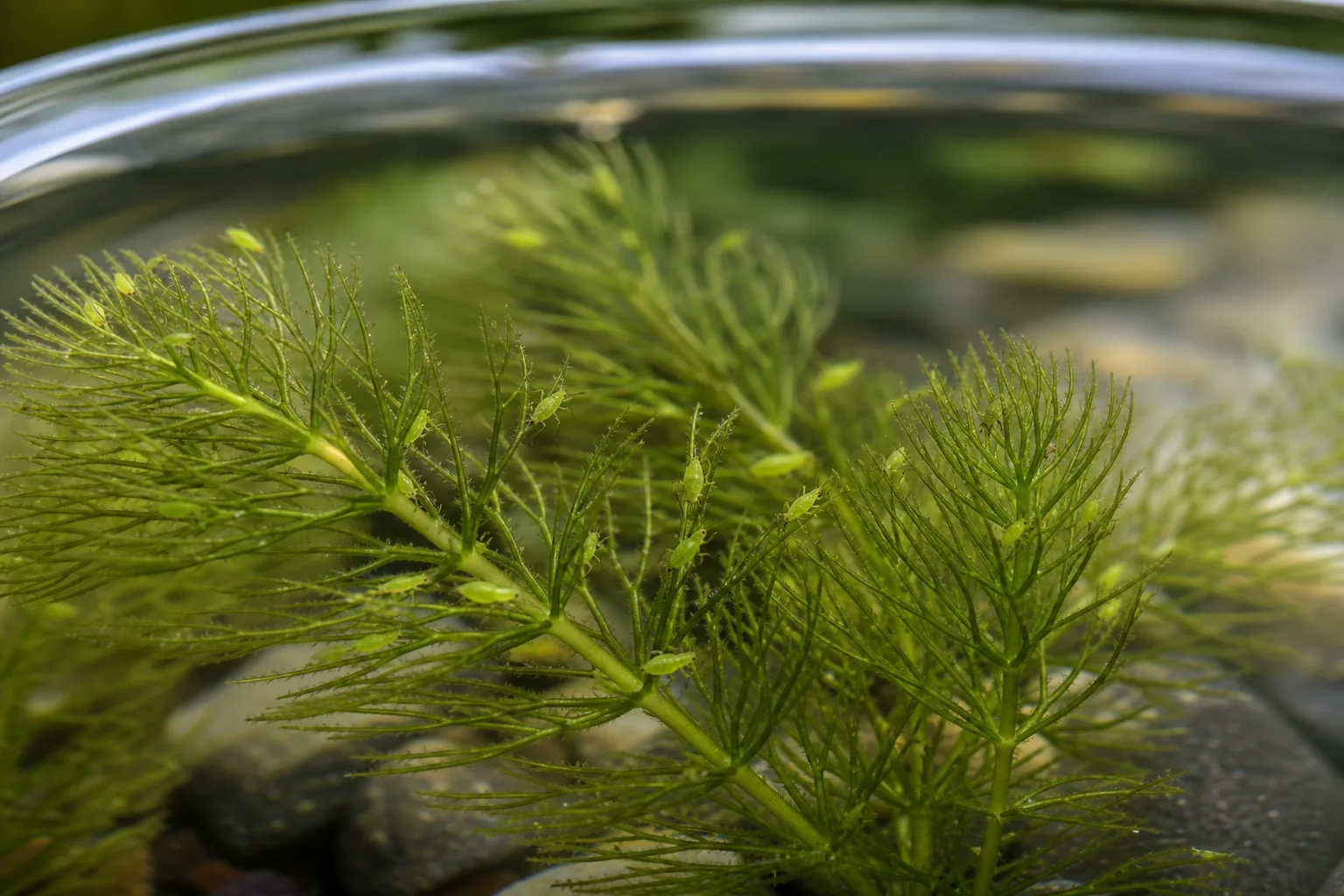 Aphids on Hornwort - visible symptom on the plant