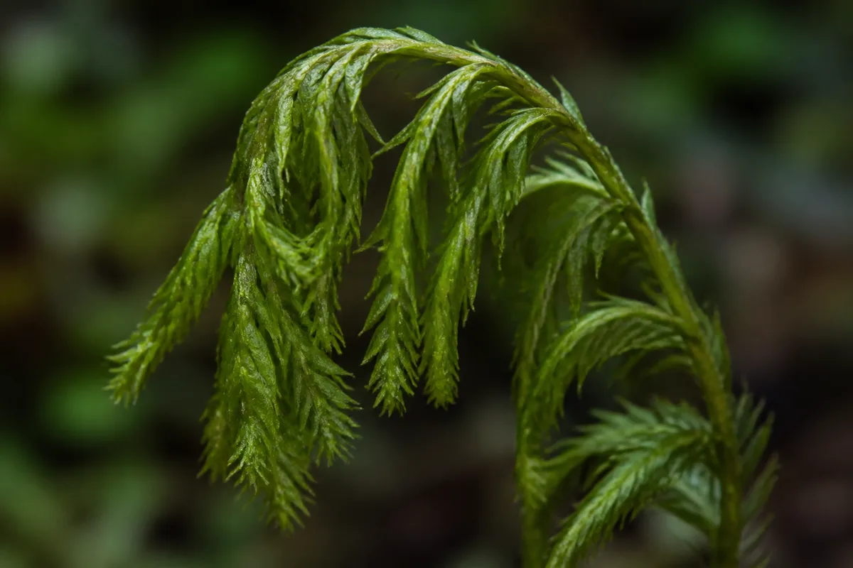 Close-up of Drooping Leaves on Hornwort - diagnostic detail