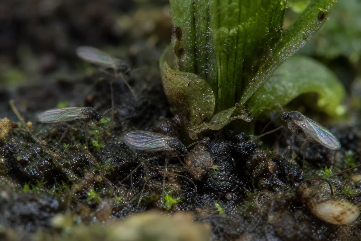 Close-up of Fungus Gnats on Hornwort - diagnostic detail